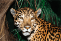2002-testa leopardo